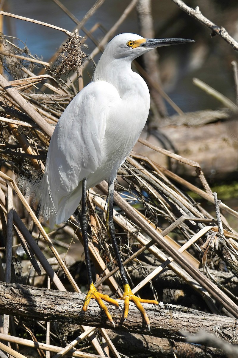 Snowy Egret - ML642065211