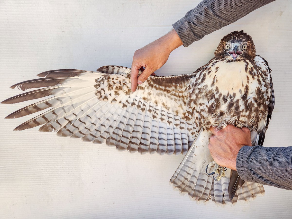 Red-tailed Hawk (calurus/alascensis) - ML642065213