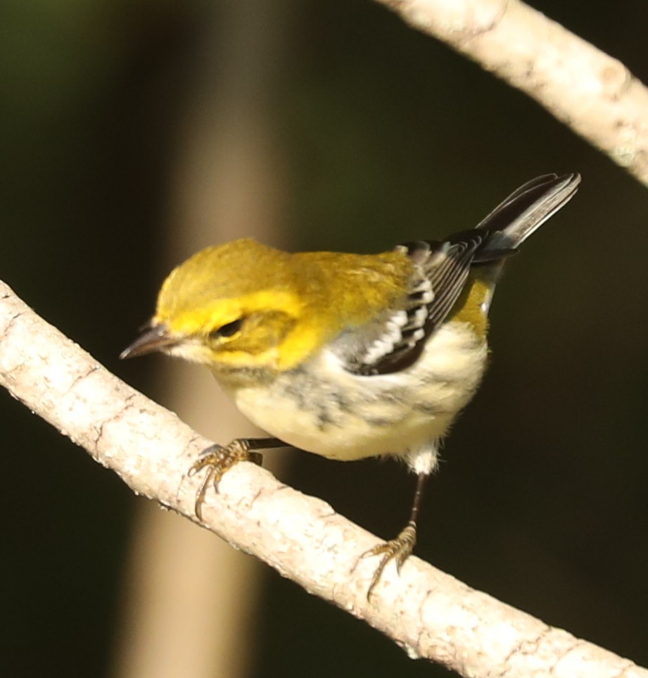 Black-throated Green Warbler - ML642065223