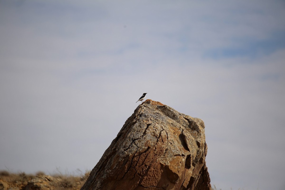 Finsch's Wheatear - ML642065224