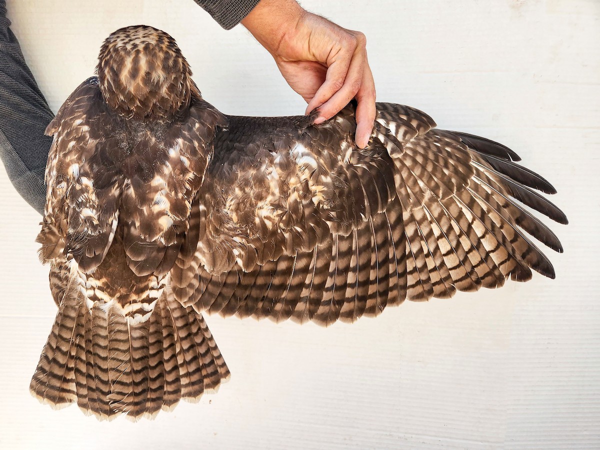 Red-tailed Hawk (calurus/alascensis) - ML642065225