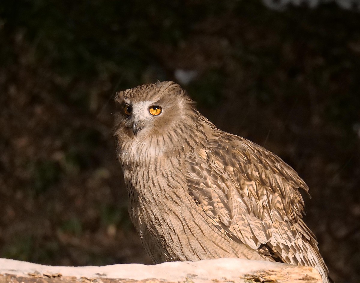 Blakiston's Fish-Owl - ML642065226