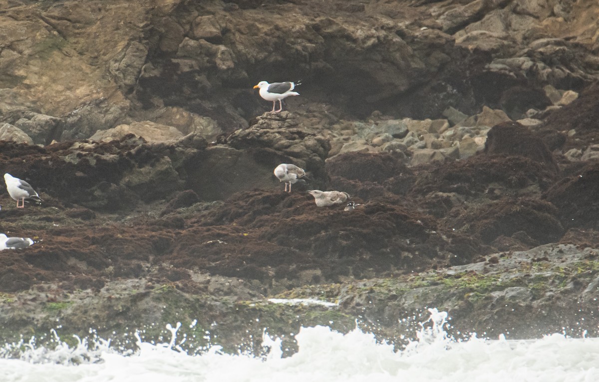 Harlequin Duck - ML642065227