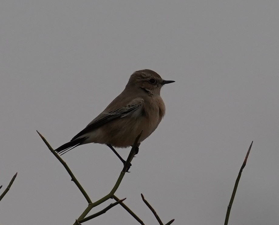 Desert Wheatear - ML642065228
