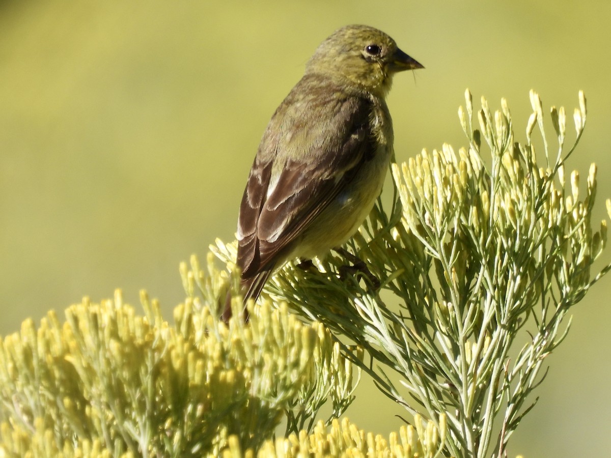 Lesser Goldfinch - ML642065229