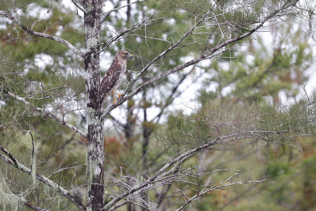 Red-shouldered Hawk - ML642065230
