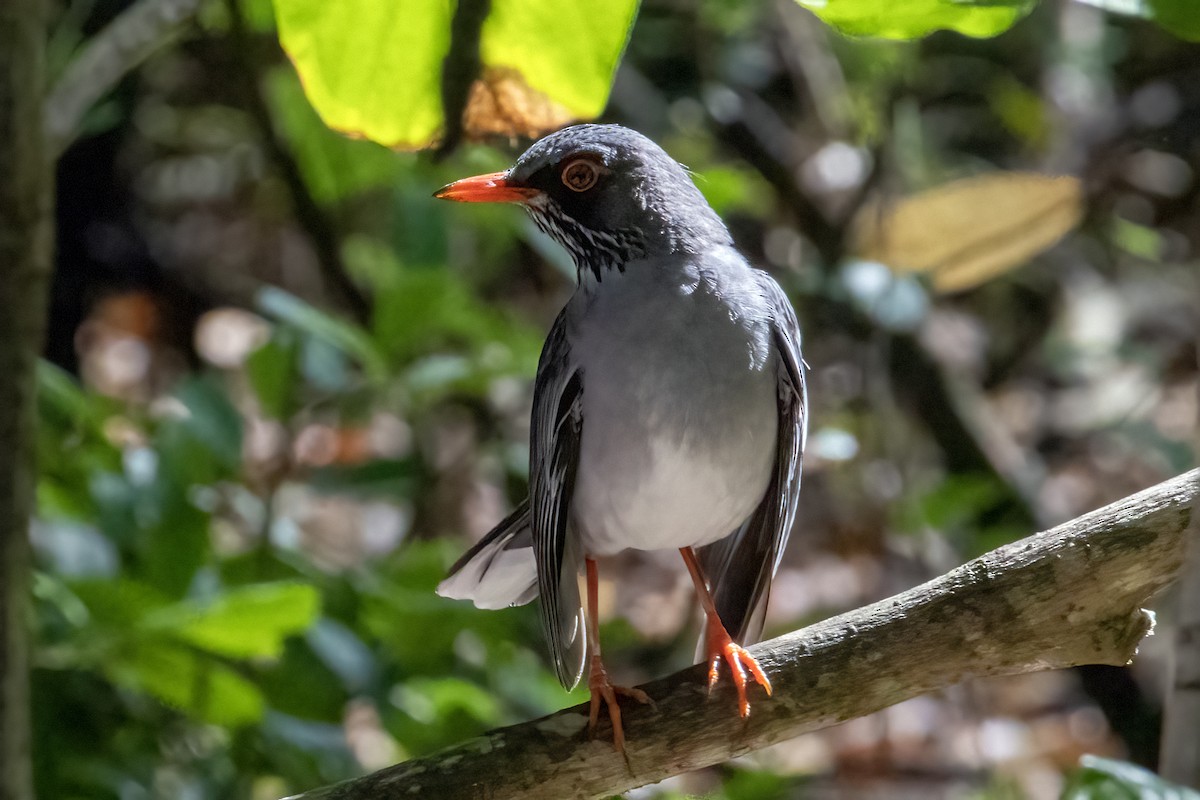 Red-legged Thrush (Antillean) - ML642065232