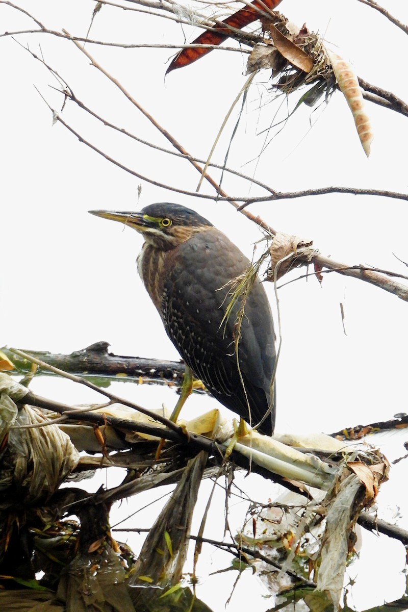 Green Heron - ML642065233
