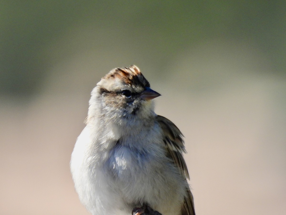 Chipping Sparrow - ML642065235