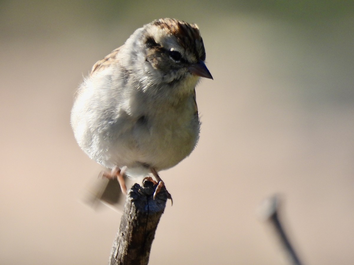 Chipping Sparrow - ML642065236