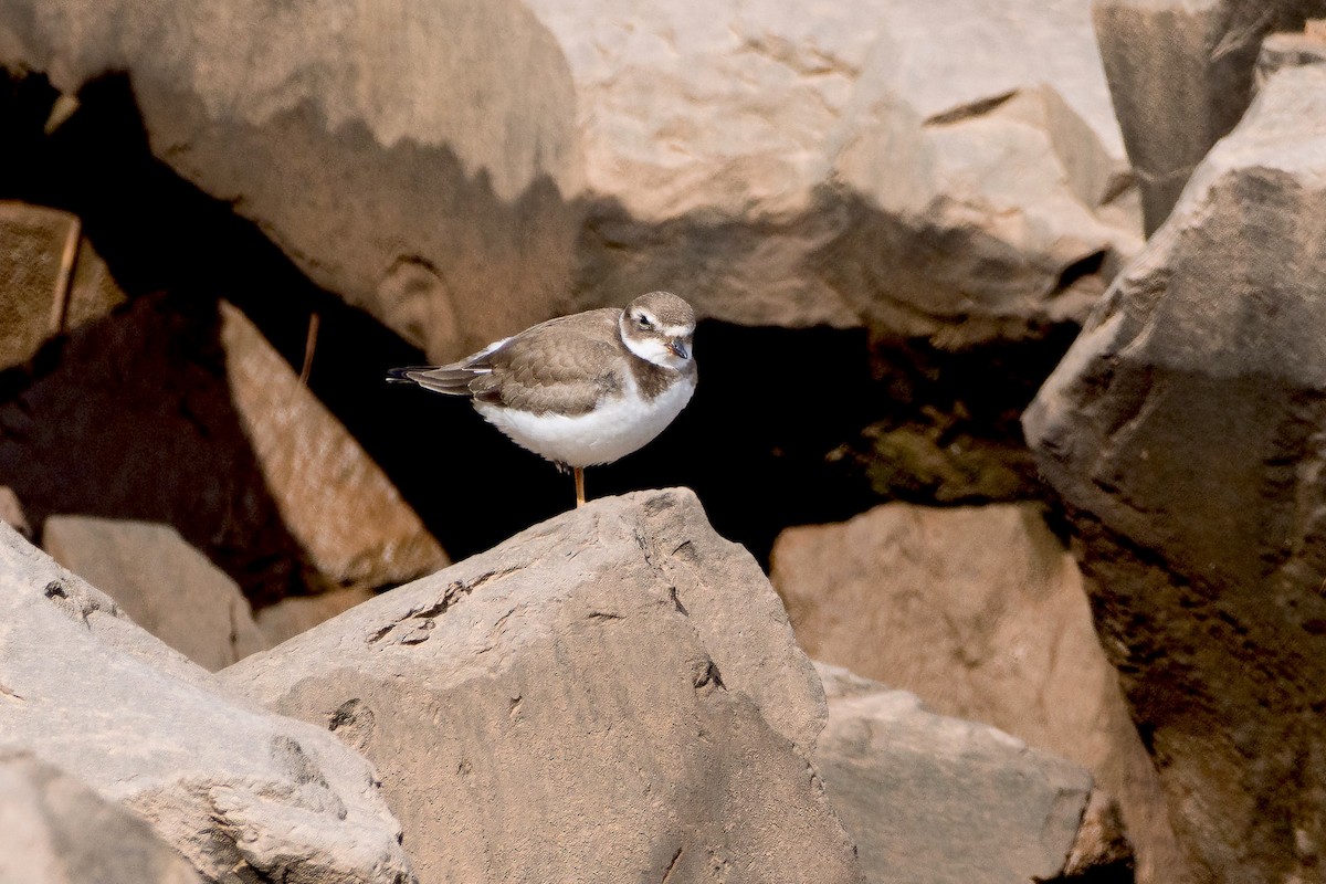 Semipalmated Plover - ML642065237