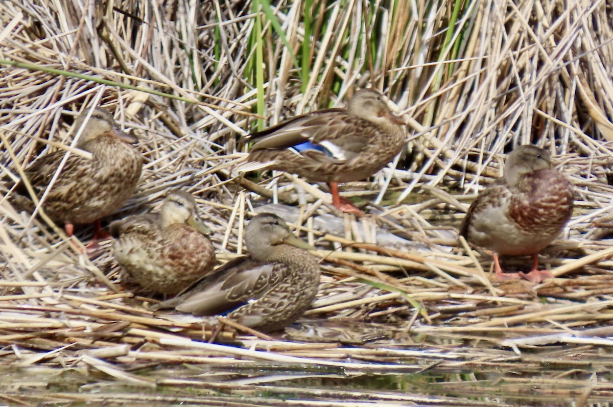Mallard - ML642065239