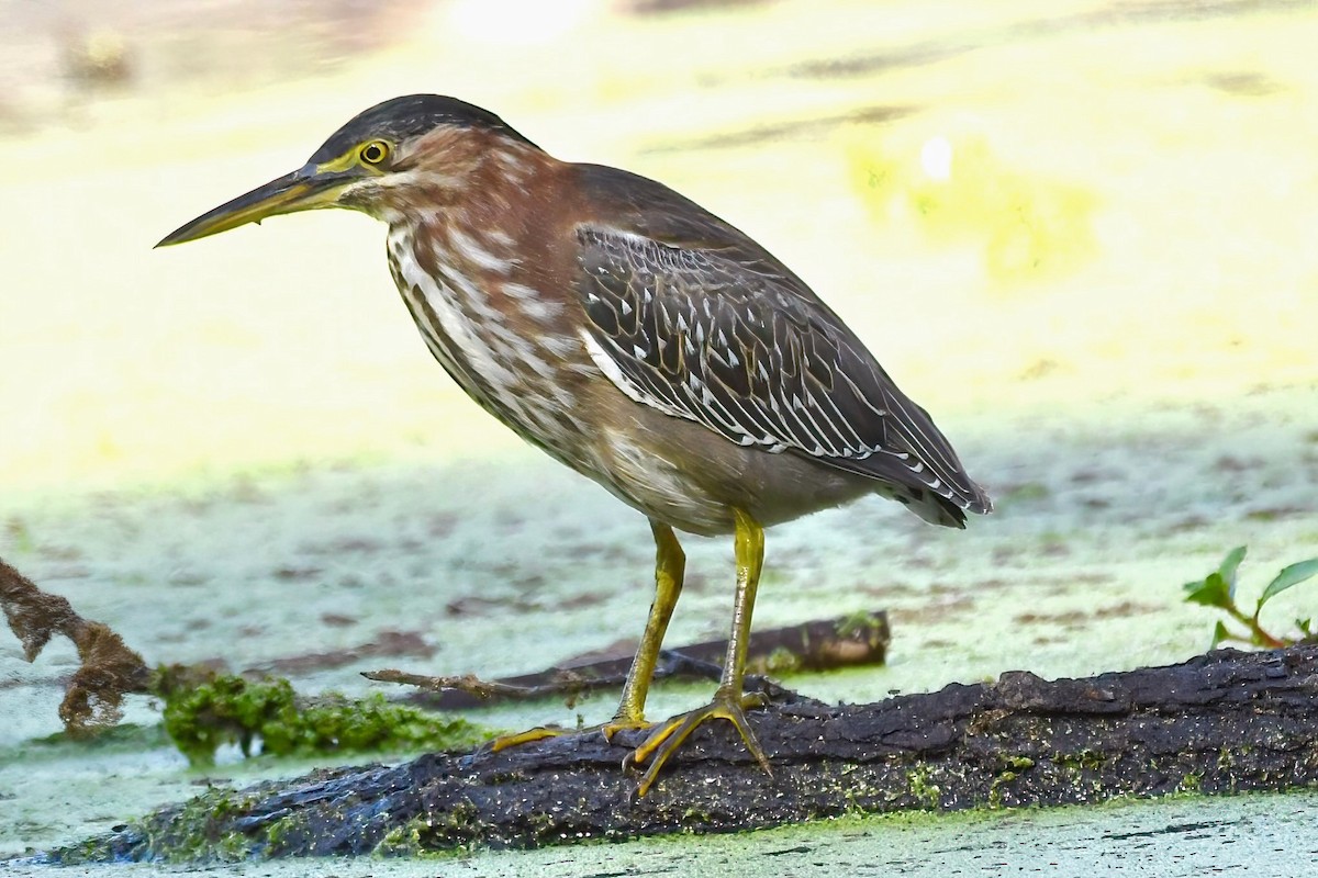 Green Heron - ML642065240
