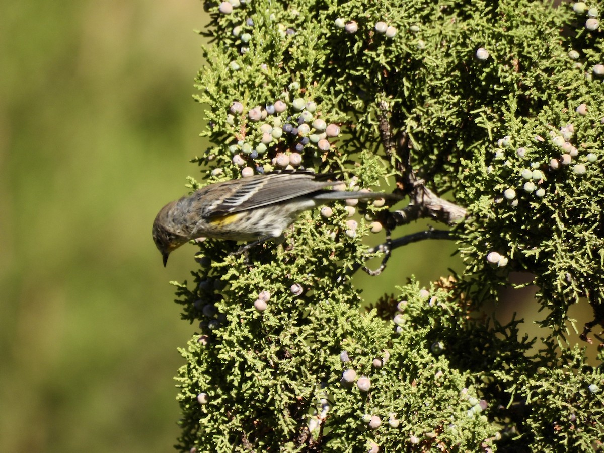 Yellow-rumped Warbler - ML642065241
