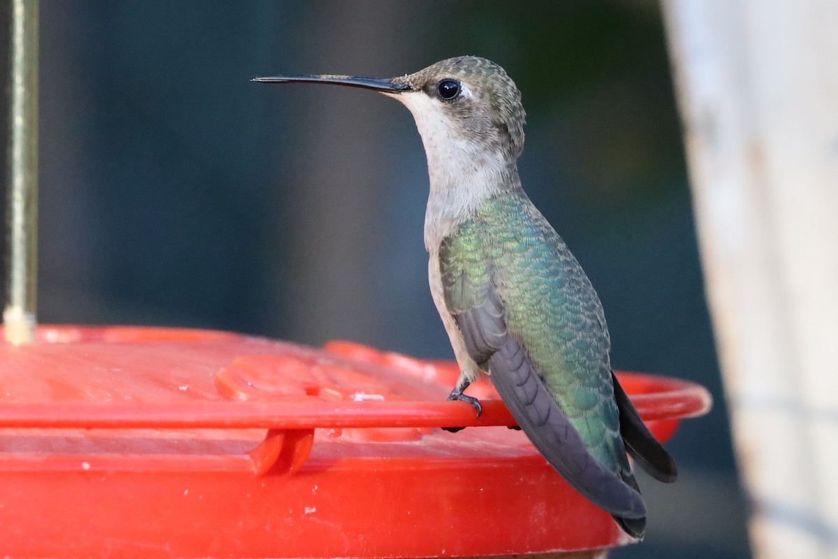 Black-chinned Hummingbird - ML642065243