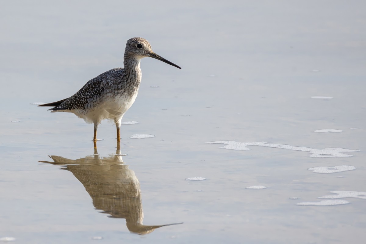 Greater Yellowlegs - ML642065244