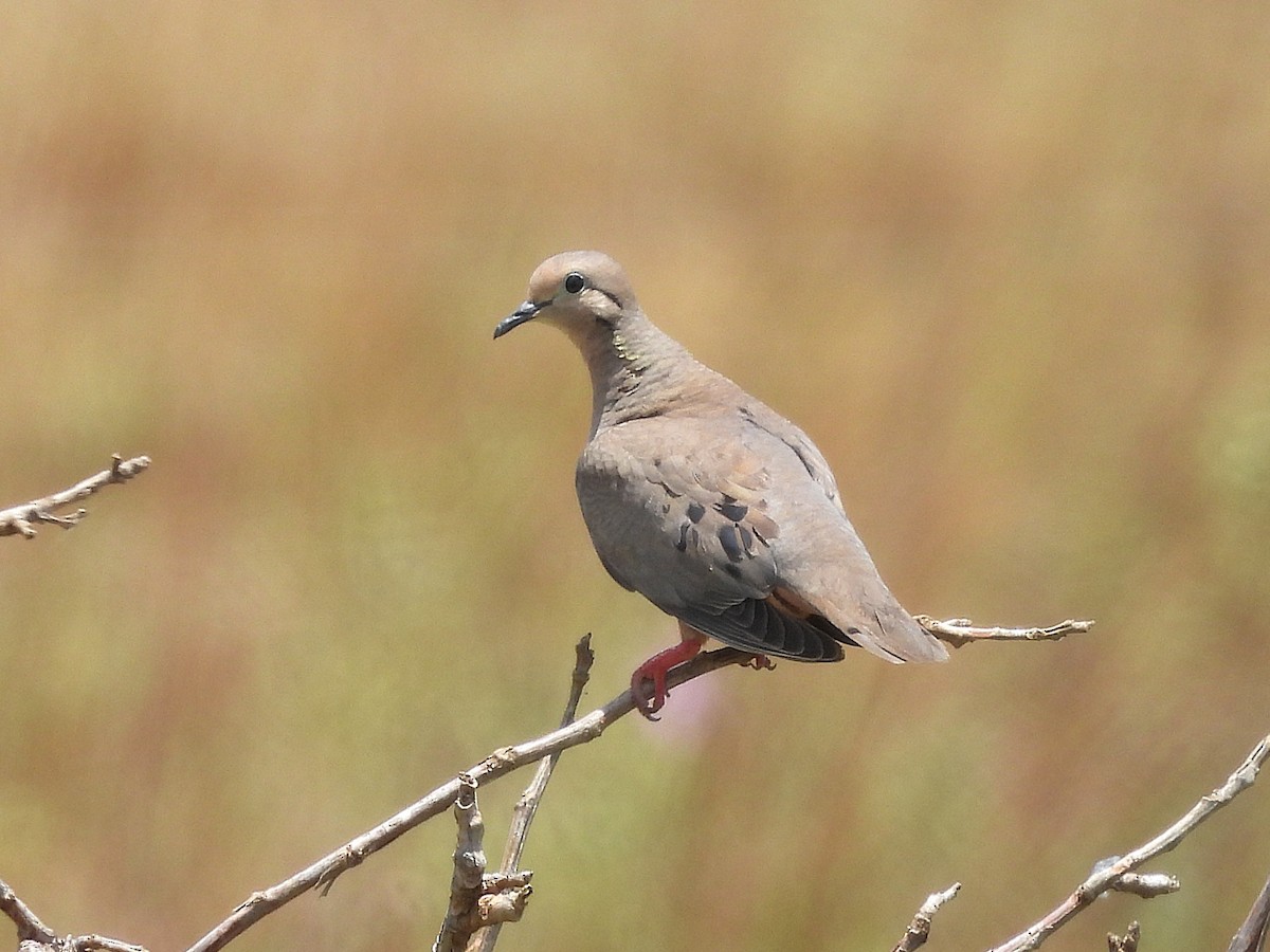 Eared Dove - ML642065246