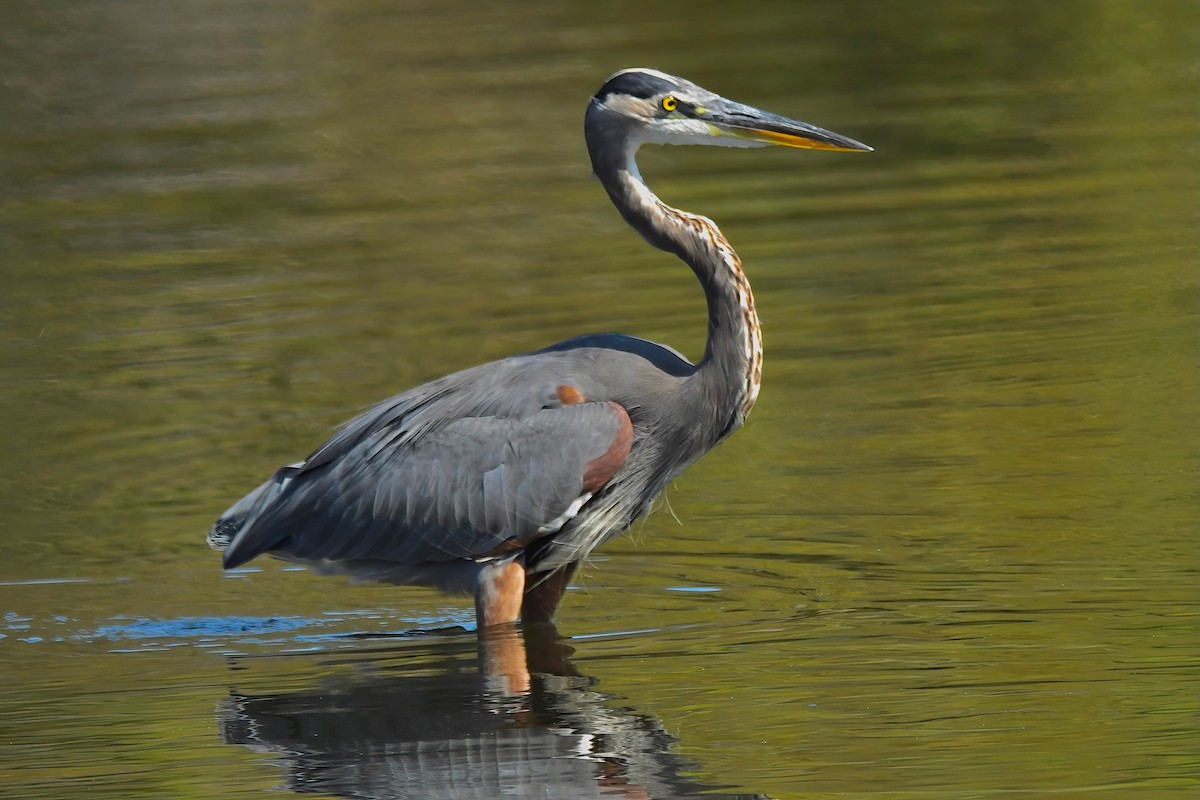 Great Blue Heron - ML642065248