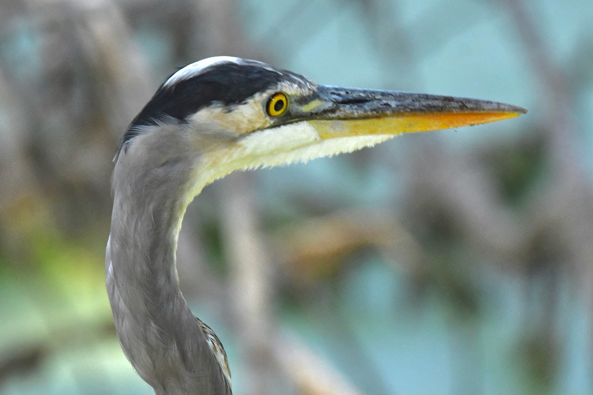 Great Blue Heron - ML642065249