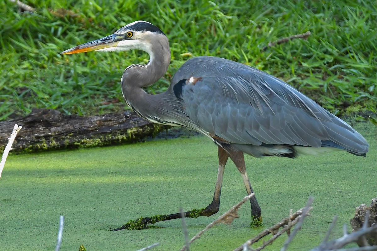 Great Blue Heron - ML642065250