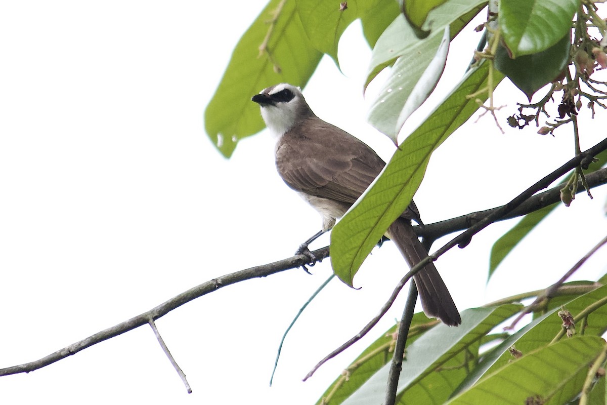 Yellow-vented Bulbul - ML642065263