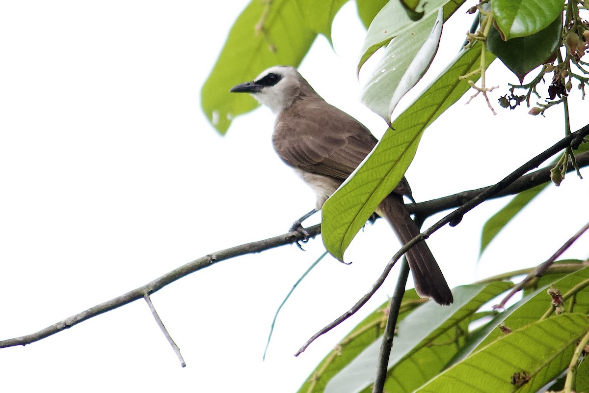 Yellow-vented Bulbul - ML642065265
