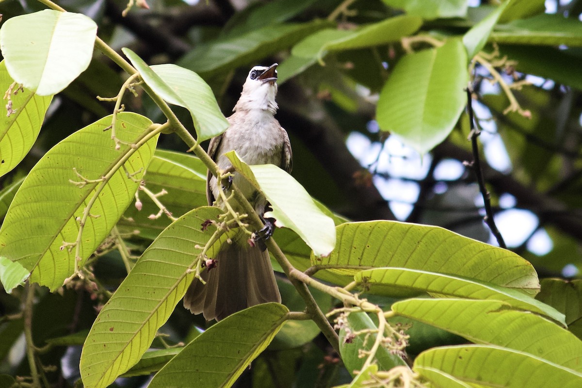 Yellow-vented Bulbul - ML642065266