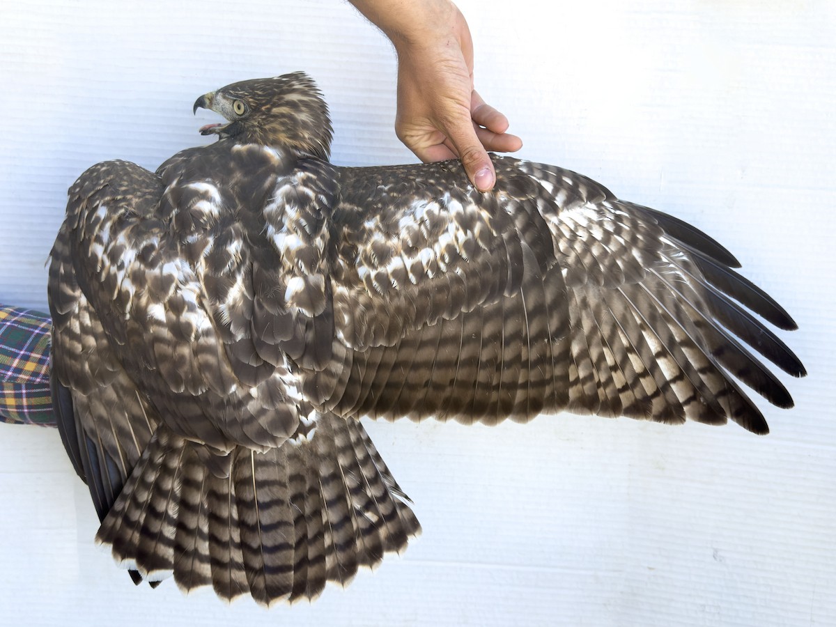 Red-tailed Hawk (calurus/alascensis) - ML642065270