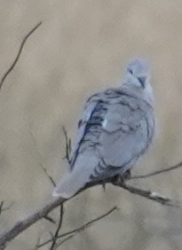 Буулгат хүүрзгэнэ - ML642065275