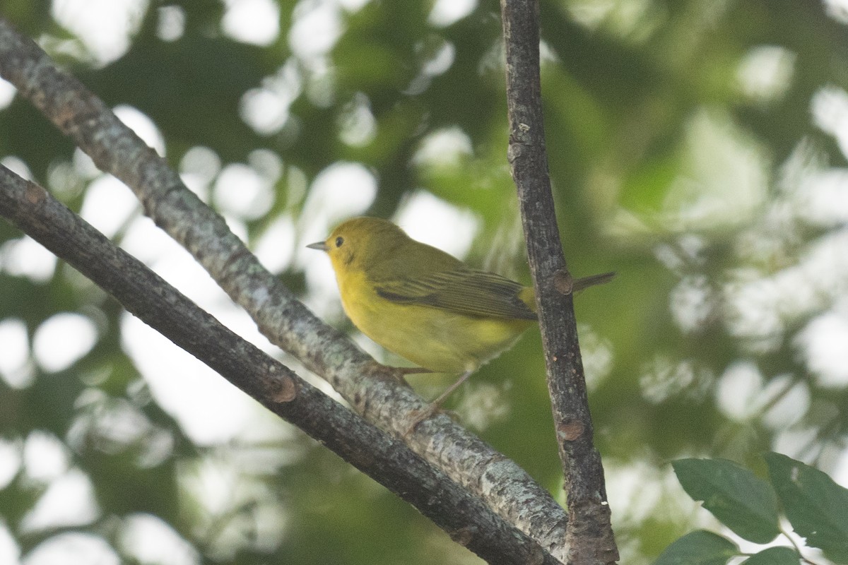 Yellow Warbler - ML642065287