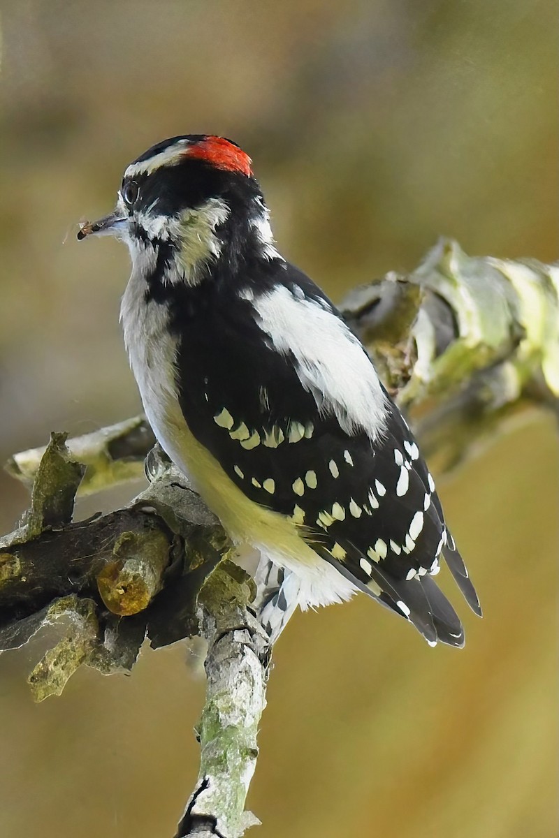 Downy Woodpecker - ML642065288