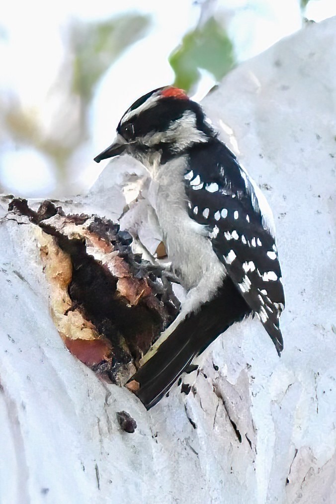 Downy Woodpecker - ML642065289