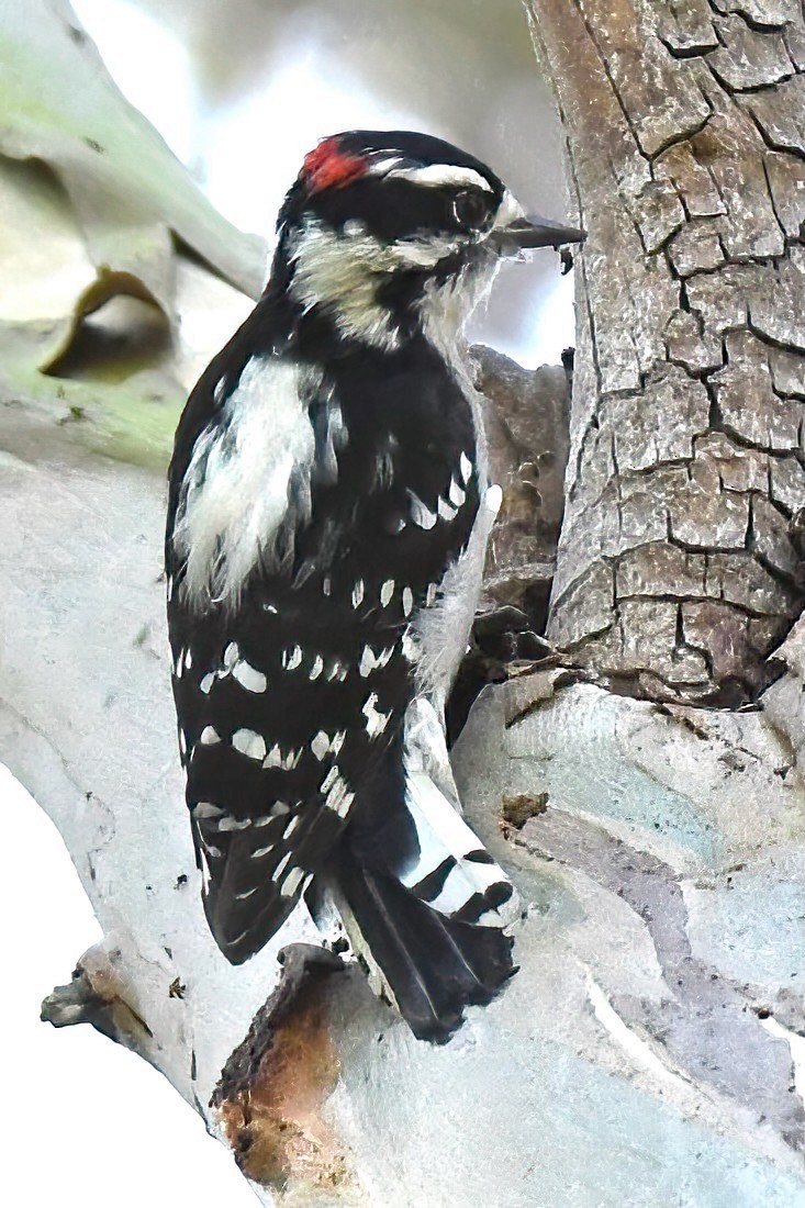 Downy Woodpecker - ML642065290