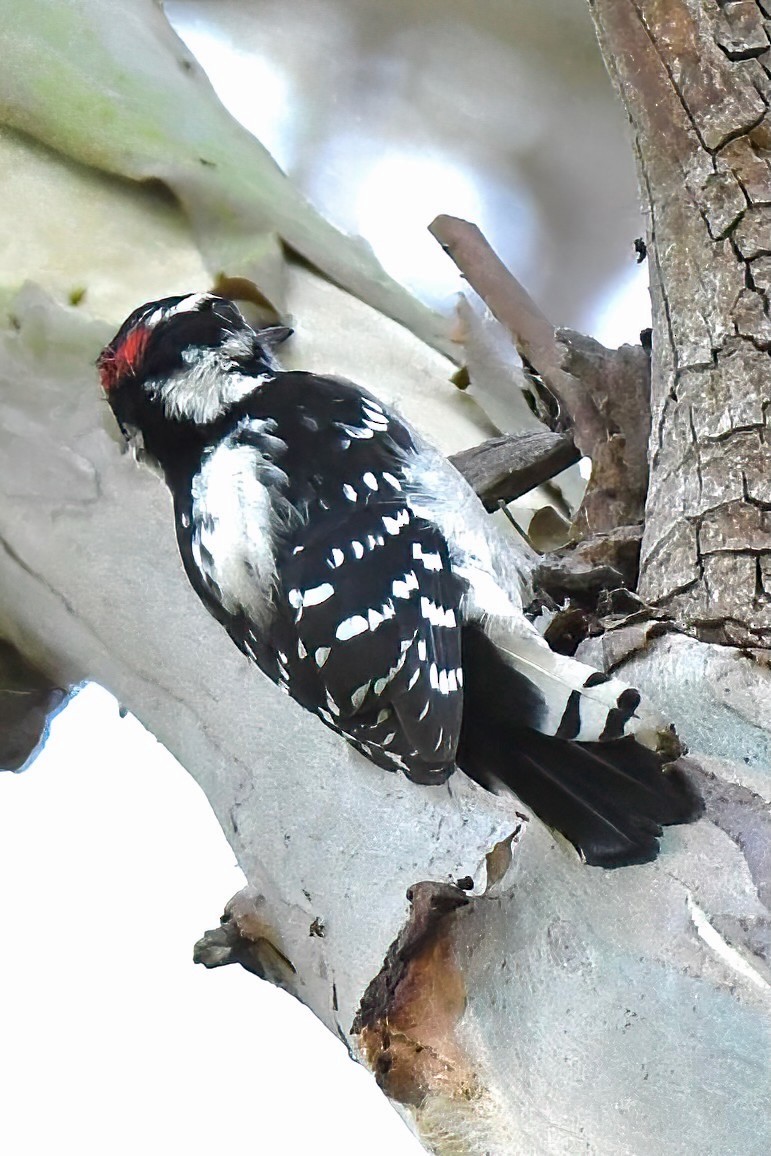 Downy Woodpecker - ML642065291