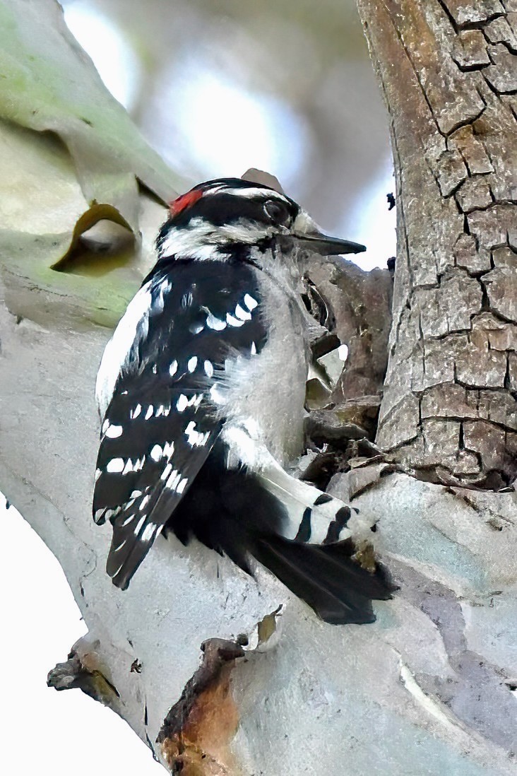 Downy Woodpecker - ML642065292