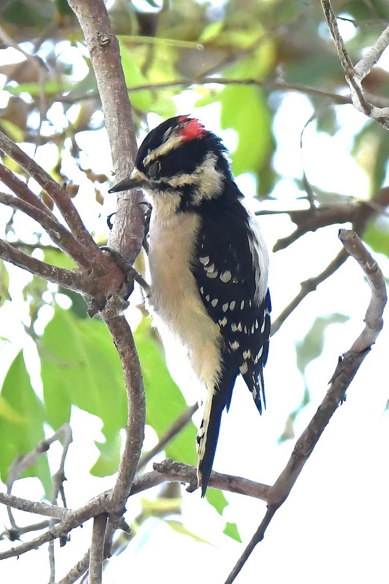 Downy Woodpecker - ML642065293