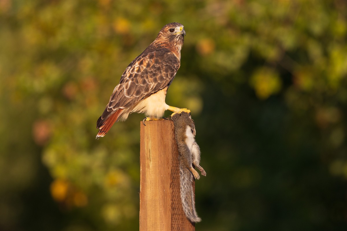 Rotschwanzbussard - ML642065295