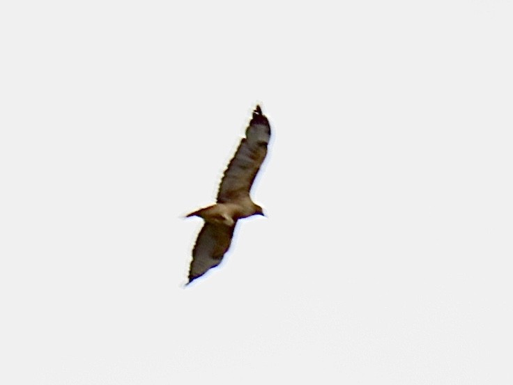 Rotschwanzbussard - ML642065320