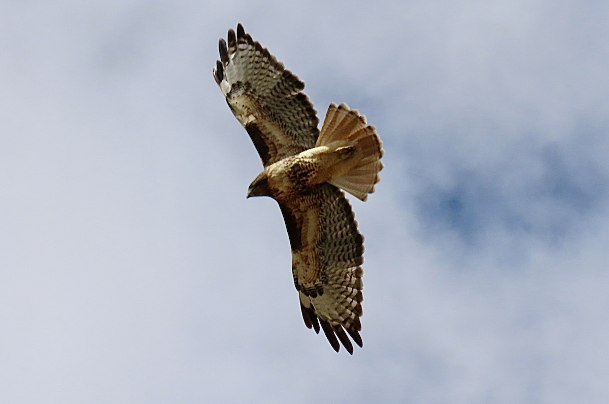 Rotschwanzbussard - ML642065321