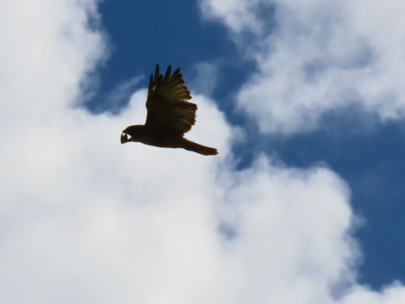 Rotschwanzbussard - ML642065322