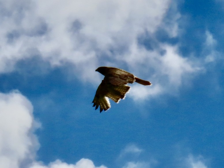 Rotschwanzbussard - ML642065323