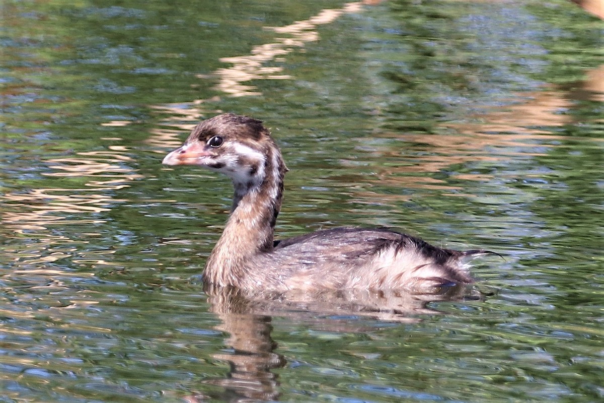 Pied-billed Grebe - ML642065324