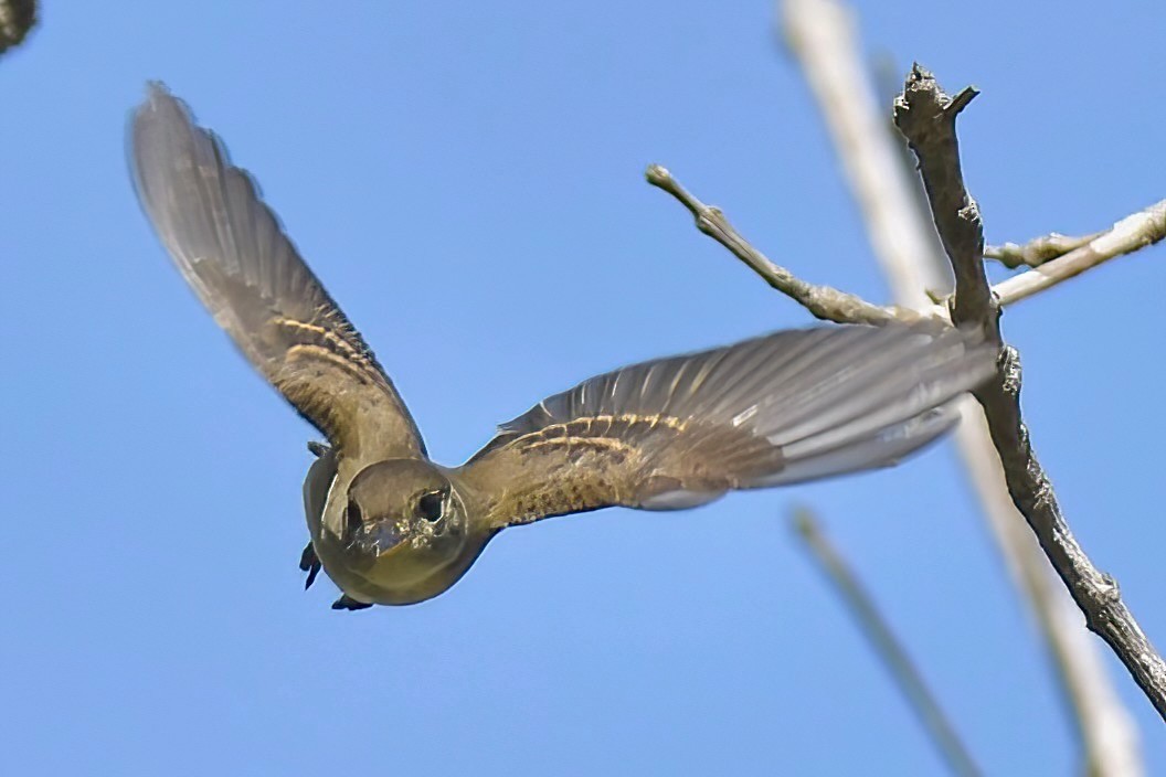 Willow Flycatcher - ML642065325