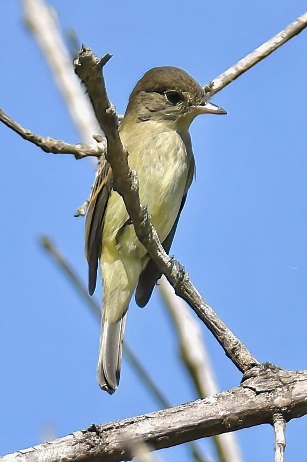 Willow Flycatcher - ML642065326