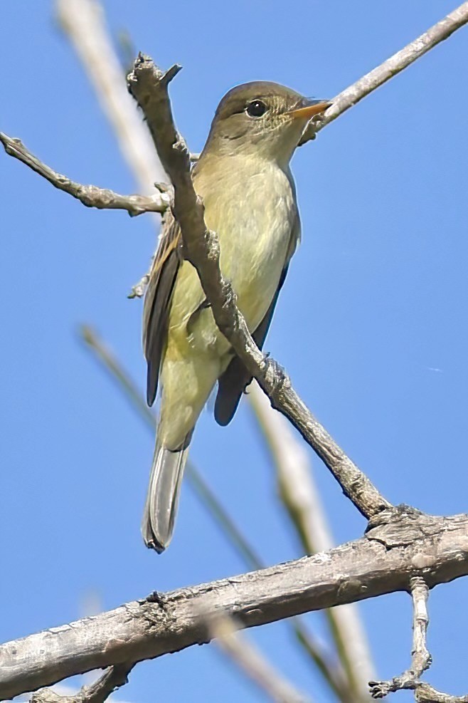 Willow Flycatcher - ML642065327