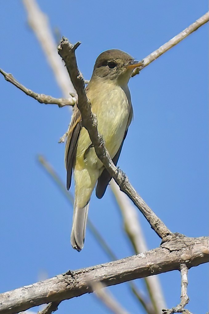 Willow Flycatcher - ML642065328