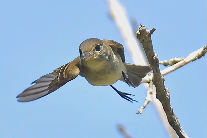 Willow Flycatcher - ML642065329