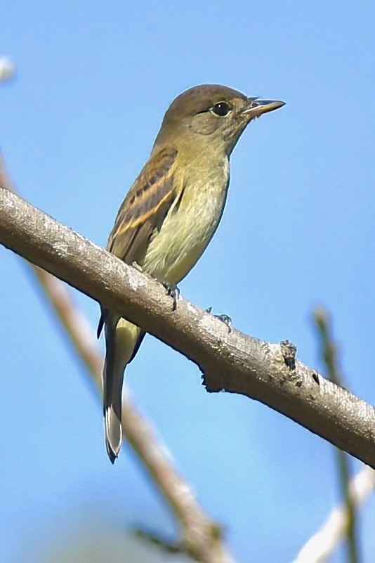 Willow Flycatcher - ML642065330