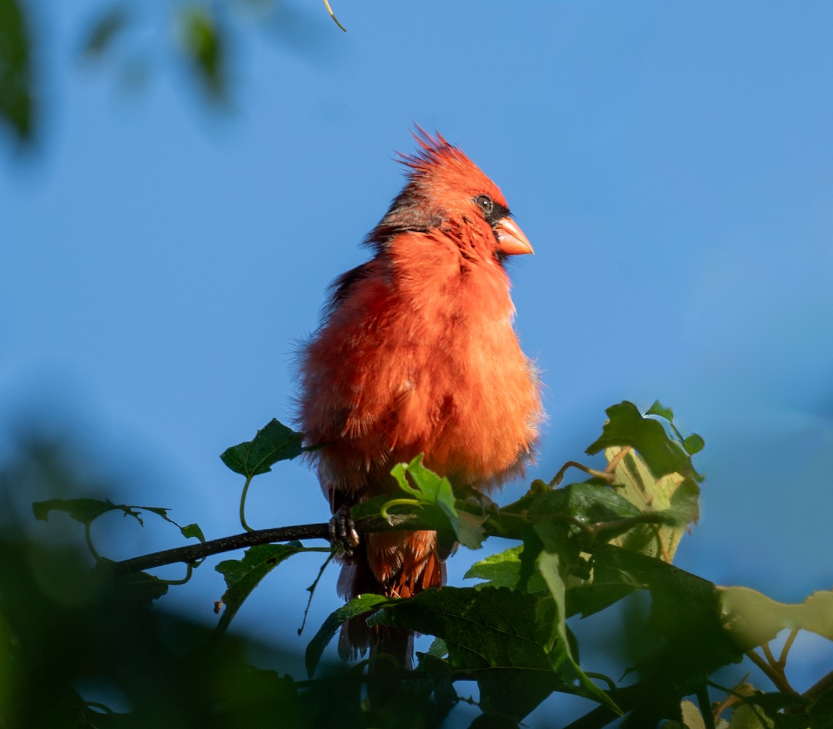 Cardenal Norteño - ML642065332