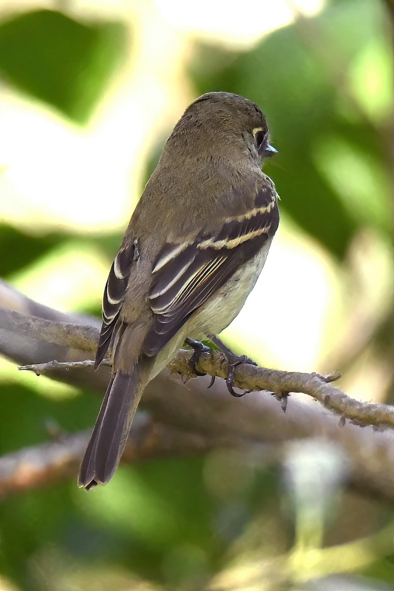Western Flycatcher - ML642065335